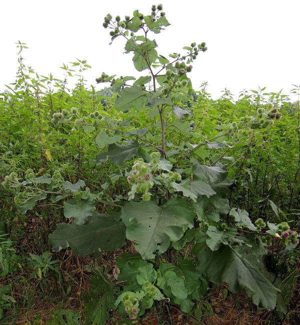 Чудо лекарство из репейника Чудо лекарство из репейника